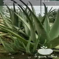 پاجوش آلوئه ورا خوراکی در تهران در گروه خرید و فروش پاجوش گل و گیاه در یکمیوه