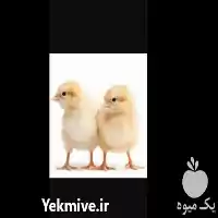 قیمت خرید انواع جوجه گوشتی یک در گروه مرغ و خروس و بوقلمون و اردک قو قاز در یکمیوه
