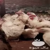 فروش مرغ تخم گذار با تخم در گروه مرغ و خروس و بوقلمون و اردک قو قاز در یکمیوه