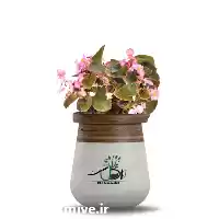 قیمت خرید عمده انواع گل بگونیا در اردبیل در گروه خرید و فروش گیاهان زینتی در یکمیوه
