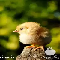 قیمت خرید جوجه گوشتی در تهران در گروه مرغ و خروس و بوقلمون و اردک قو قاز در یکمیوه