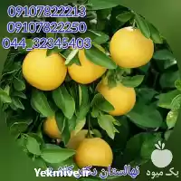 فروش عمده نهال گریپ فروت انواع در تهران در گروه خرید و فروش نهال در یکمیوه