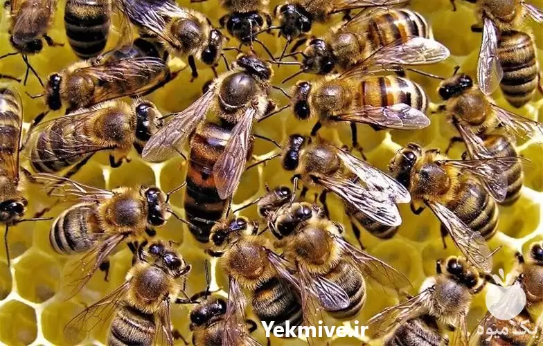 کارگاه آموزشی پرورش ملکه زنبور عسل در گروه دوره آموزش کشاورزی در یکمیوه -عکس1