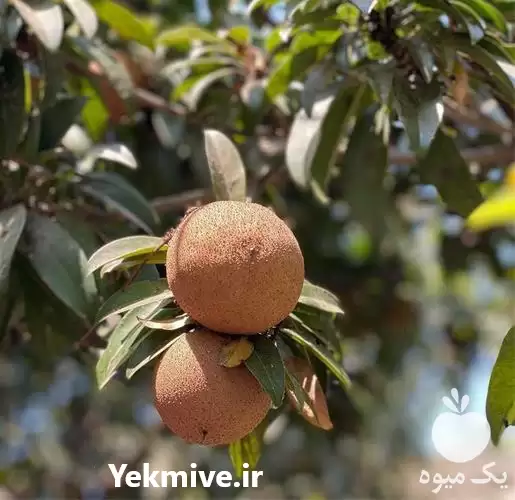 تولید نهال و فروش نهال چیکو در گروه خرید و فروش نهال میوه در یکمیوه -عکس1