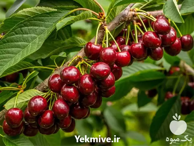 نهال اصلاح شده نهال آلبالو در گروه خرید و فروش نهال اصلاح شده در یکمیوه -عکس1