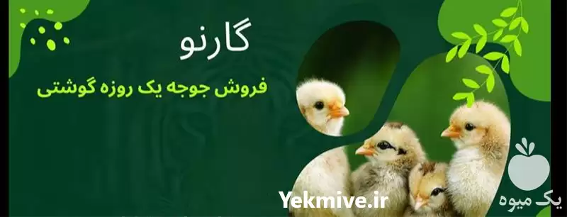 فروش جوجه گوشتی نژاد پلاس در رشت در گروه مرغ و خروس و بوقلمون و اردک قو قاز در یکمیوه -عکس1