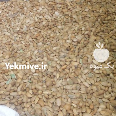 بادام ربیع در اصفهان در گروه خرید و فروش بادام در یکمیوه -عکس1