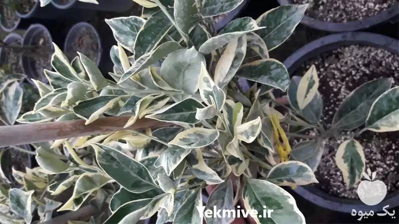 قیمت خرید نهال پرتقال خونی ابلق در ساری در گروه خرید و فروش نهال پرتقال در یکمیوه -عکس1