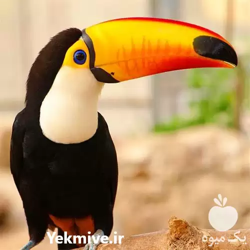 فروش تخم نطفه دار ملوکان در بوشهر در گروه انواع تخم ها در یکمیوه -عکس1