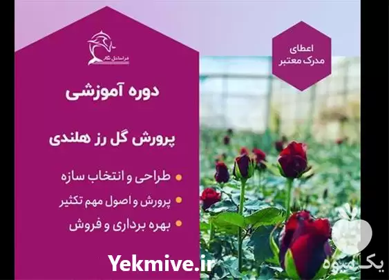 دوره آموزشی تولید و تکثیر رز در گروه دوره آموزش کشاورزی در یکمیوه -عکس1