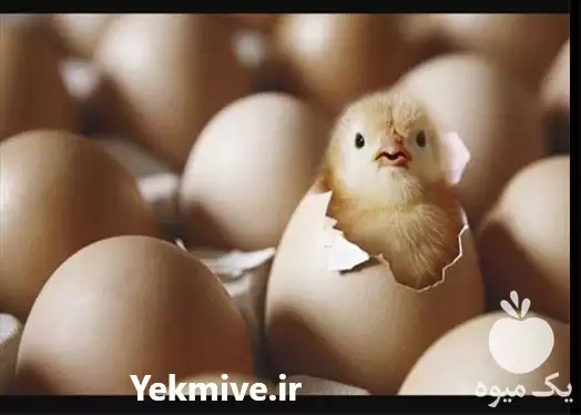 قیمت فروش انواع جوجه گوشتی یک در تبریز در گروه مرغ و خروس و بوقلمون و اردک قو قاز در یکمیوه -عکس1