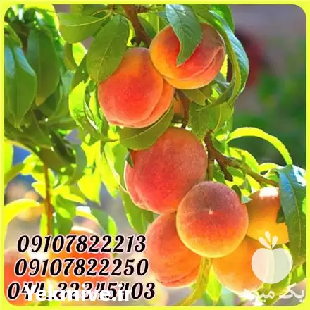 قیمت خرید عمده نهال هلو زعفرانی در تهران در گروه خرید و فروش نهال در یکمیوه -عکس1