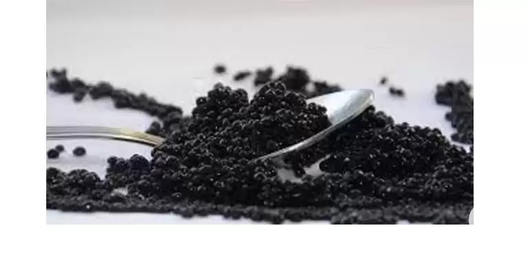 قیمت خرید خاویار بری سایز تا در رشت در گروه خرید و فروش انواع ماهی در یکمیوه -عکس1