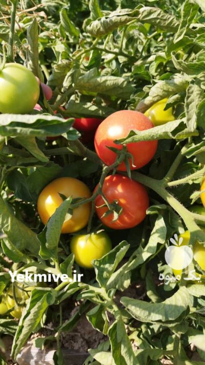 گوجه فرنگی بوته ای سوپر صادراتی در مراغه در گروه خرید و فروش گوجه فرنگی در یکمیوه -عکس1