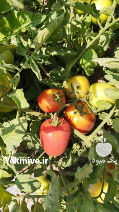 گوجه فرنگی بوته ای سوپر صادراتی در مراغه در گروه خرید و فروش گوجه فرنگی در یکمیوه -عکس4