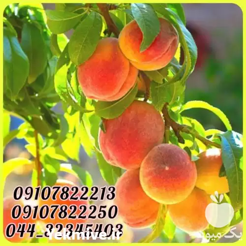 فروش عمده نهال هلو زعفرانی زودرس در قم در گروه خرید و فروش نهال در یکمیوه -عکس1