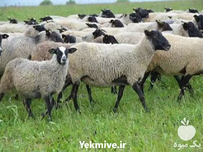 قیمت خرید طرح پرورش گوسفند رومانوف در اصفهان در گروه گاو و گوسفند و میش و بز کهره گوساله در یکمیوه -عکس1