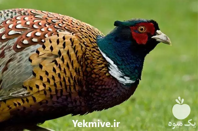 دوره آموزشی مرغ و خروس زینتی در گروه دوره آموزش کشاورزی در یکمیوه -عکس1