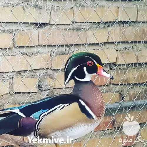 فروش تخم نطفه دار اردک ماندارین در بوشهر در گروه انواع تخم ها در یکمیوه -عکس1