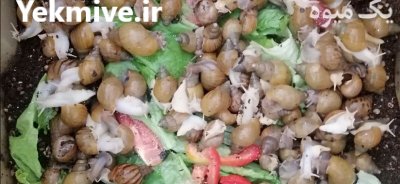 فروش حلزون در گروه انواع محصولات شیلات در یکمیوه -عکس1