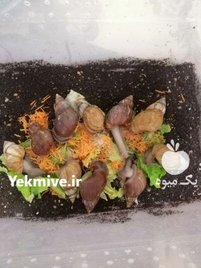 فروش حلزون در گروه انواع محصولات شیلات در یکمیوه -عکس2