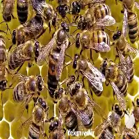 کارگاه آموزشی پرورش ملکه زنبور عسل در گروه دوره آموزش کشاورزی در یکمیوه