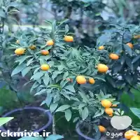 قیمت خرید نهال کامکوات درجه یک در ساری