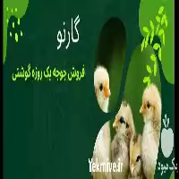 فروش جوجه گوشتی نژاد پلاس در رشت در گروه مرغ و خروس و بوقلمون و اردک قو قاز در یکمیوه