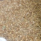 بادام ربیع در اصفهان در گروه خرید و فروش بادام در یکمیوه
