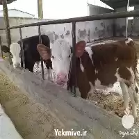 قیمت خرید گوساله در قم در گروه گاو و گوسفند و میش و بز کهره گوساله در یکمیوه