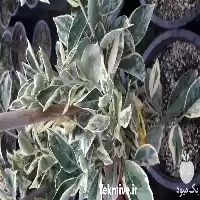 قیمت خرید نهال پرتقال خونی ابلق در ساری در گروه خرید و فروش نهال پرتقال در یکمیوه