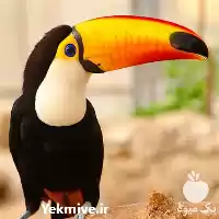 فروش تخم نطفه دار ملوکان در بوشهر در گروه انواع تخم ها در یکمیوه