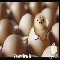 قیمت فروش انواع جوجه گوشتی یک در تبریز در گروه مرغ و خروس و بوقلمون و اردک قو قاز در یکمیوه