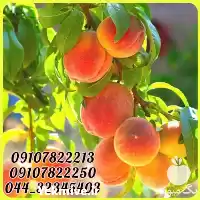 فروش عمده نهال هلو زعفرانی زودرس در قم در گروه خرید و فروش نهال در یکمیوه