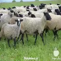قیمت خرید طرح پرورش گوسفند رومانوف در اصفهان در گروه گاو و گوسفند و میش و بز کهره گوساله در یکمیوه