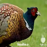 دوره آموزشی مرغ و خروس زینتی در گروه دوره آموزش کشاورزی در یکمیوه