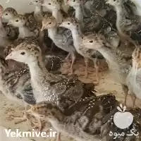 قیمت خرید جوجه بوقلمون برنز انگلیسی در گروه مرغ و خروس و بوقلمون و اردک قو قاز در یکمیوه