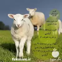 آموزش پرورش گوسفند در کرج در گروه دوره آموزش کشاورزی در یکمیوه