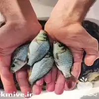 خرید بچه ماهی در رشت در گروه خرید و فروش بچه ماهی در یکمیوه
