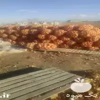 پیاز زرد پیاز زرد در زاهدان در گروه خرید و فروش پیاز در یکمیوه