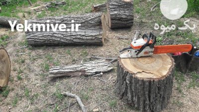 خرید و فروش انواع چوب در گروه خرید و فروش انواع چوب در یکمیوه -عکس1