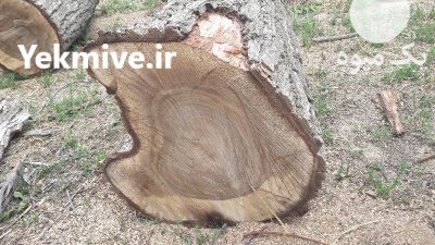 خرید و فروش انواع چوب در گروه خرید و فروش انواع چوب در یکمیوه -عکس2