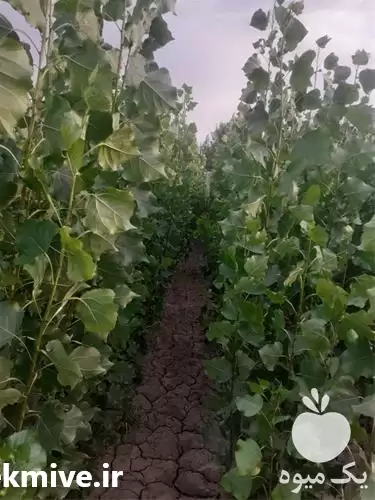 فروش عرضه نهال صنوبر در همدان در گروه خرید و فروش نهال صنوبر در یکمیوه -عکس1