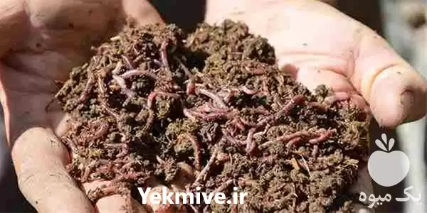 فروش کود ورمی کمپوست در تهران در گروه خرید و فروش کود کمپوست در یکمیوه -عکس1