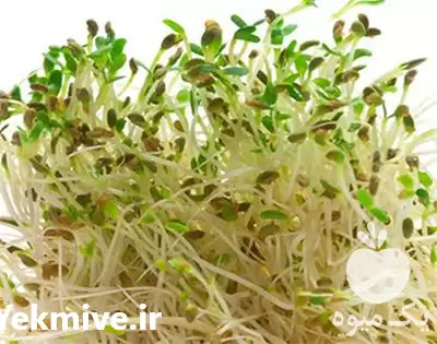 فروش دستگاه جوانه ساز خوراکی رویشگر در اصفهان در گروه خرید و فروش دستگاه کشاورزی در یکمیوه -عکس1