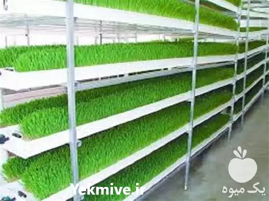 فروش دستگاه جوانه ساز در قم در گروه خرید و فروش دستگاه کشاورزی در یکمیوه -عکس1