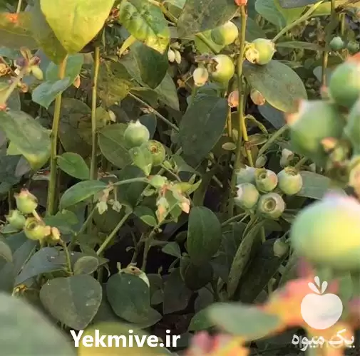 قیمت خرید نهال بلوبری در اردبیل در گروه خرید و فروش نهال بلوبری در یکمیوه -عکس1