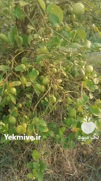لیمو ترش محلی در بندرعباس در گروه خرید و فروش لیمو ترش در یکمیوه -عکس1