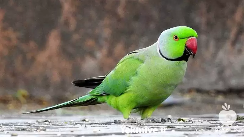 قیمت خرید تخم نطفه دار طوطی در گروه انواع تخم ها در یکمیوه -عکس1