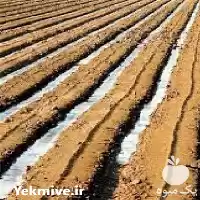 قیمت خرید گوگرد مایع در ارومیه در گروه خرید و فروش کود گوگرد در یکمیوه